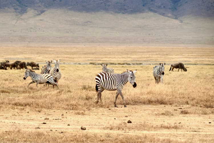Tanzania Wildlife Trail- Serengeti, Ngorongoro